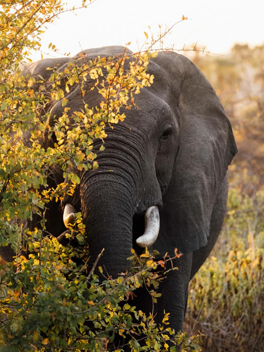 10 Days Wildside Escapes