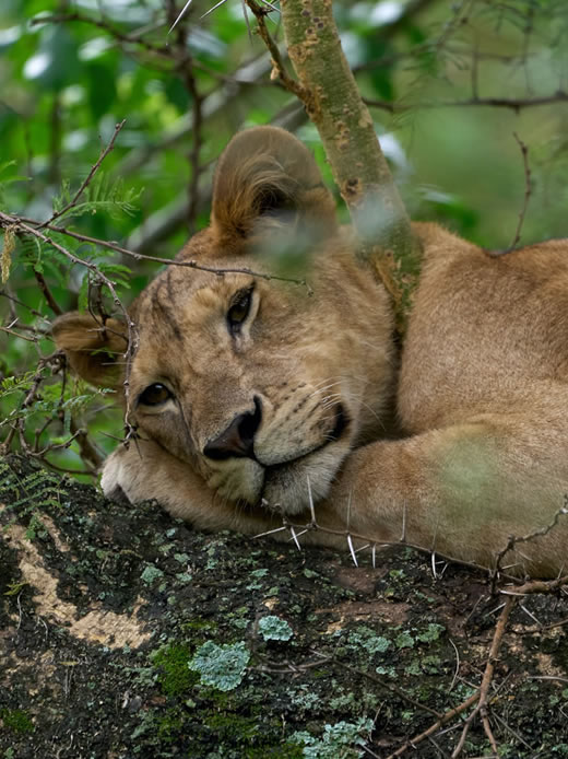 12 Days Tanzania Scenic Highlights