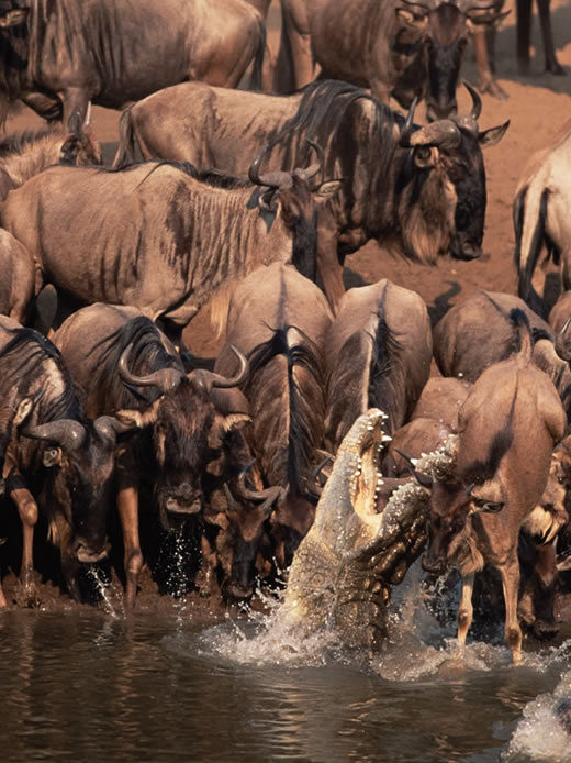 5 Days Highlights of Tanzania