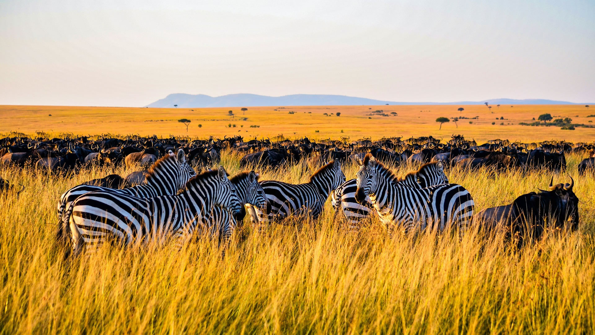 6 Days African Plains Safari
