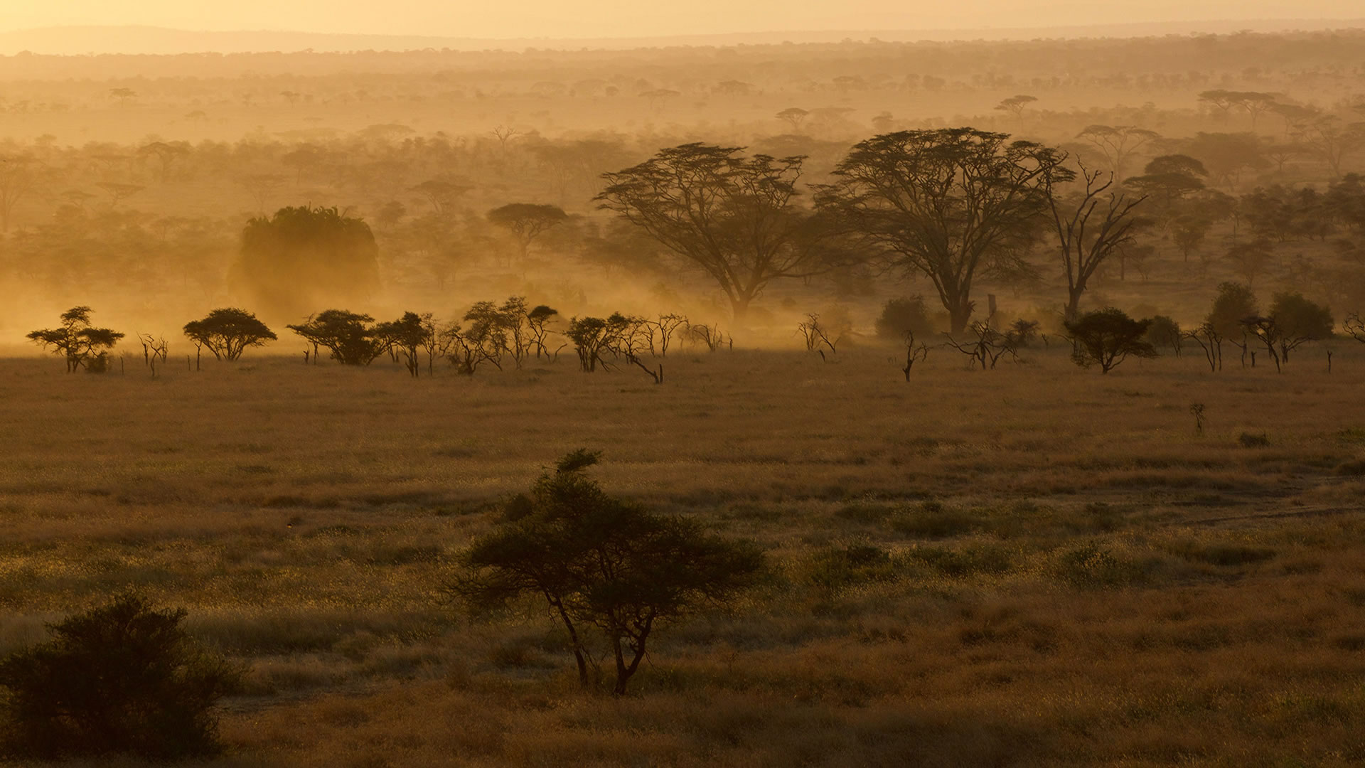 8 Days Acacia Safari